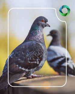 Cost-Effective Solutions